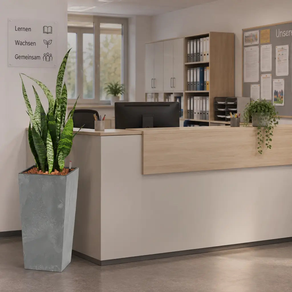 Schule Sekretariat mit großem Bogenhanf in Betonoptik Übertöpfen