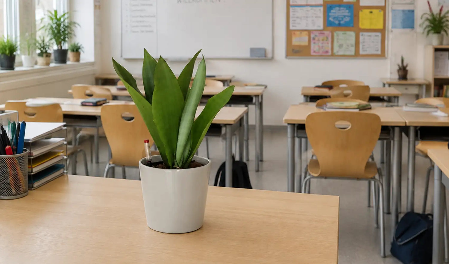 Kleine Schreibtischpflanze Bogrnhanf in der Schulklasse