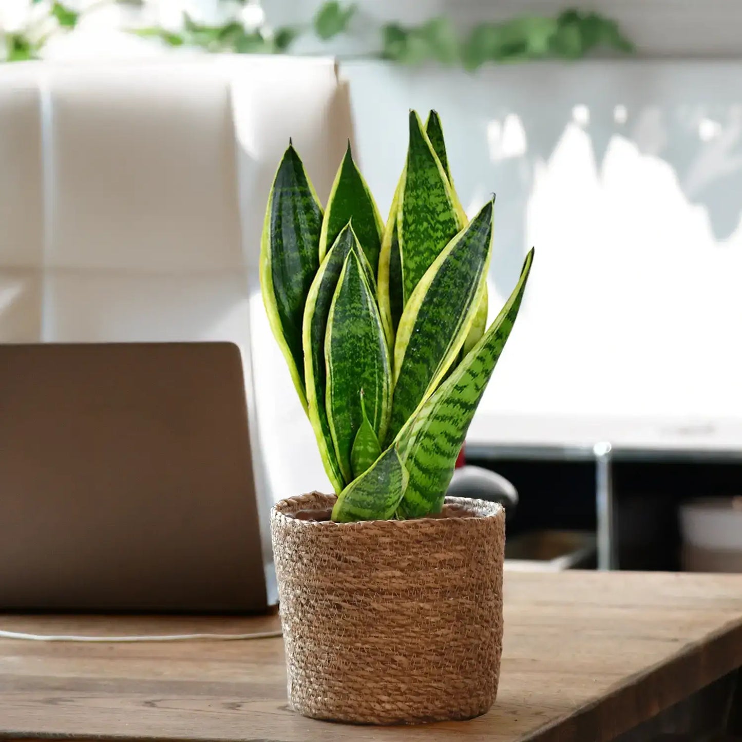 Mix & Match Pflegeleichte Pflanzen für wenig Licht