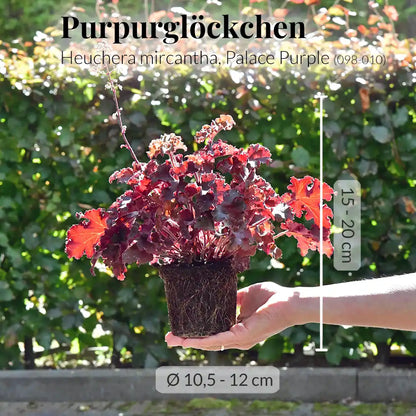 Heuchera Palace Purple