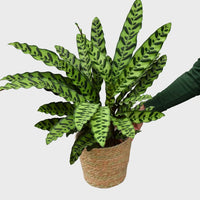Calathea Lancifolia