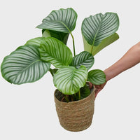 Calathea Orbifolia