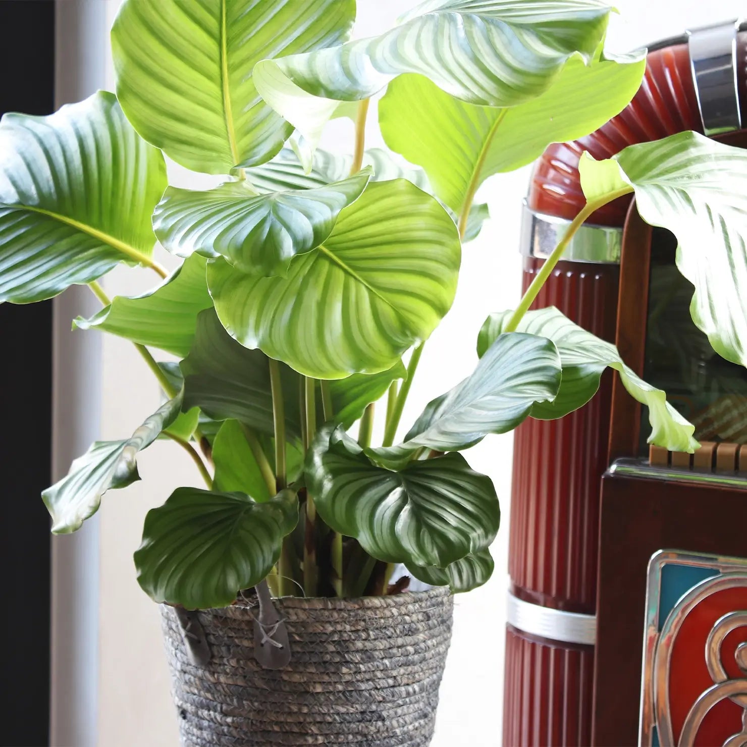 Große Blätter der Calathea Orbifolia