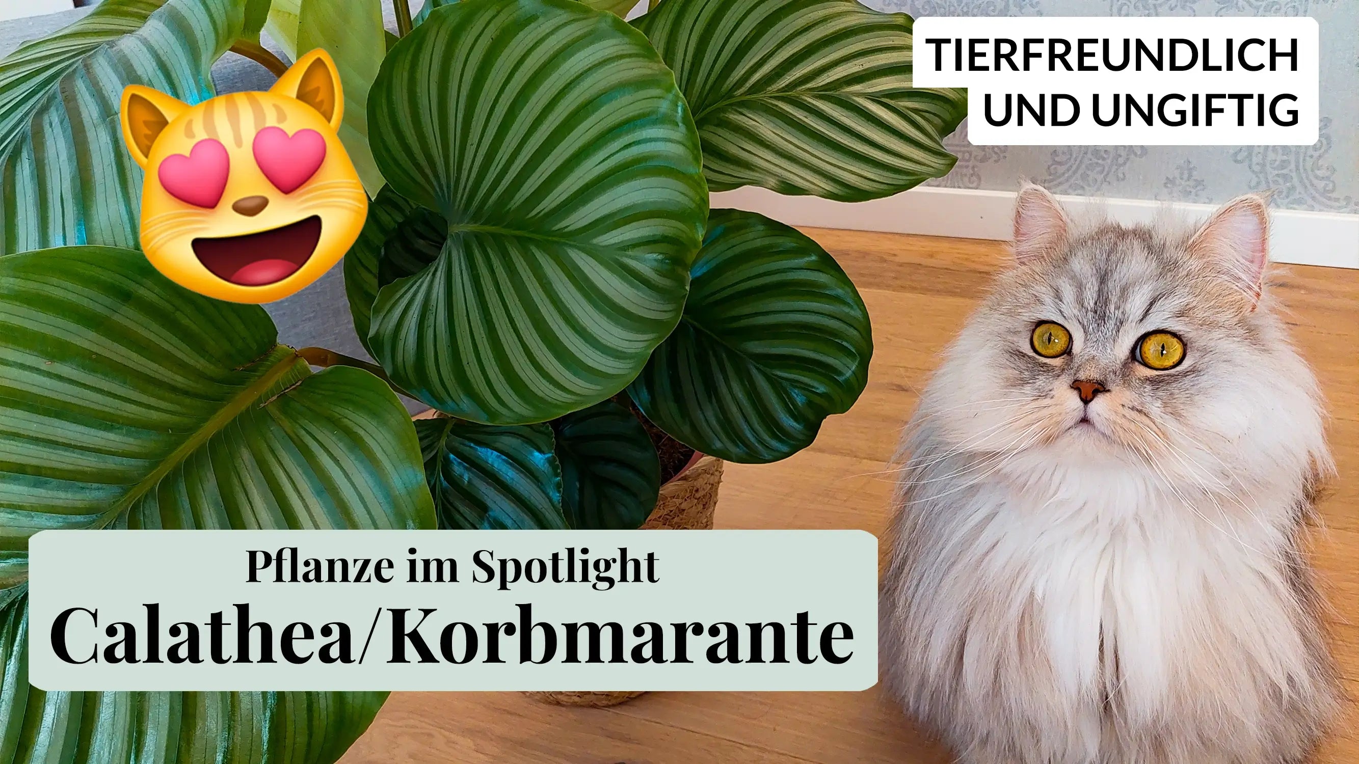 Video laden: Calathea Spotlight Video