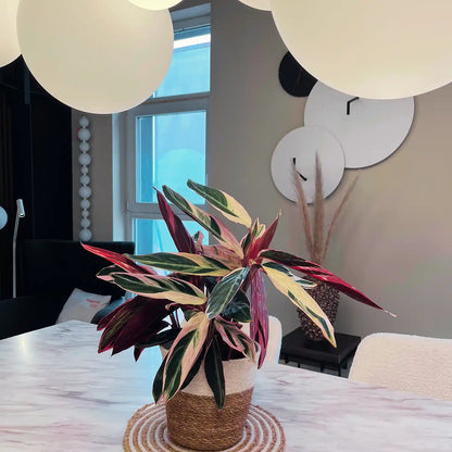 Seegraskorb Natur mit Weißem Rand 21cm