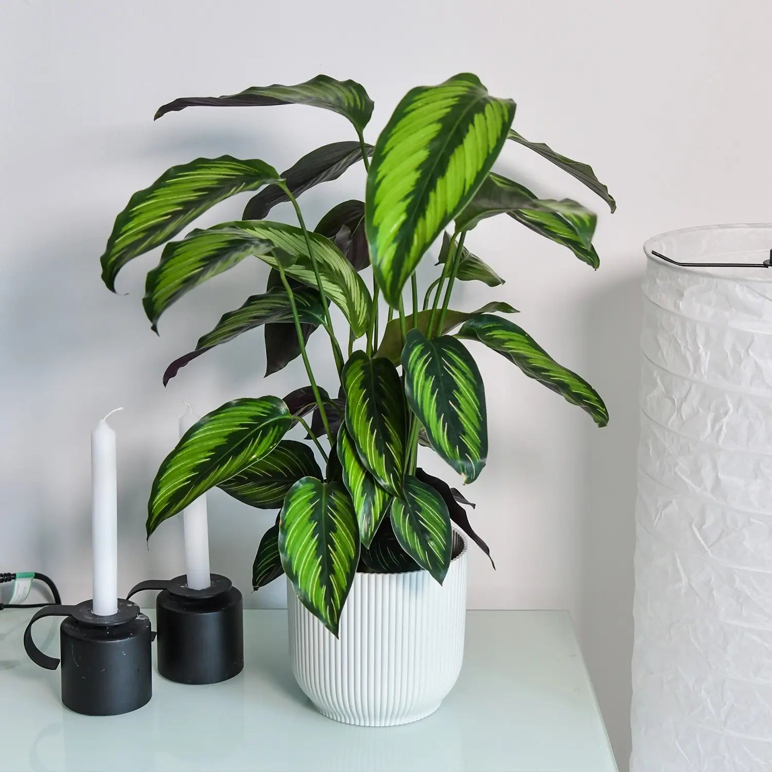 Calathea Korbmarante in weißem Topf auf weißem Sideboard