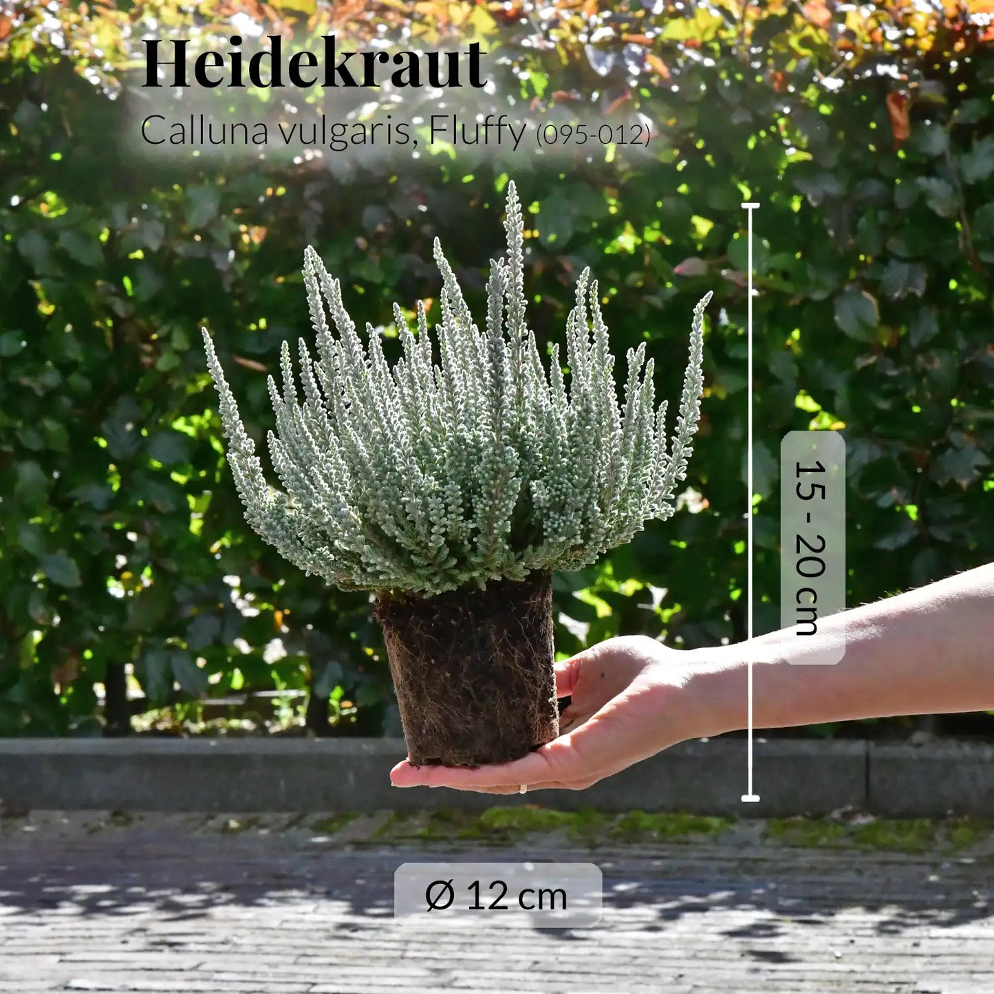 Calluna Fluffy