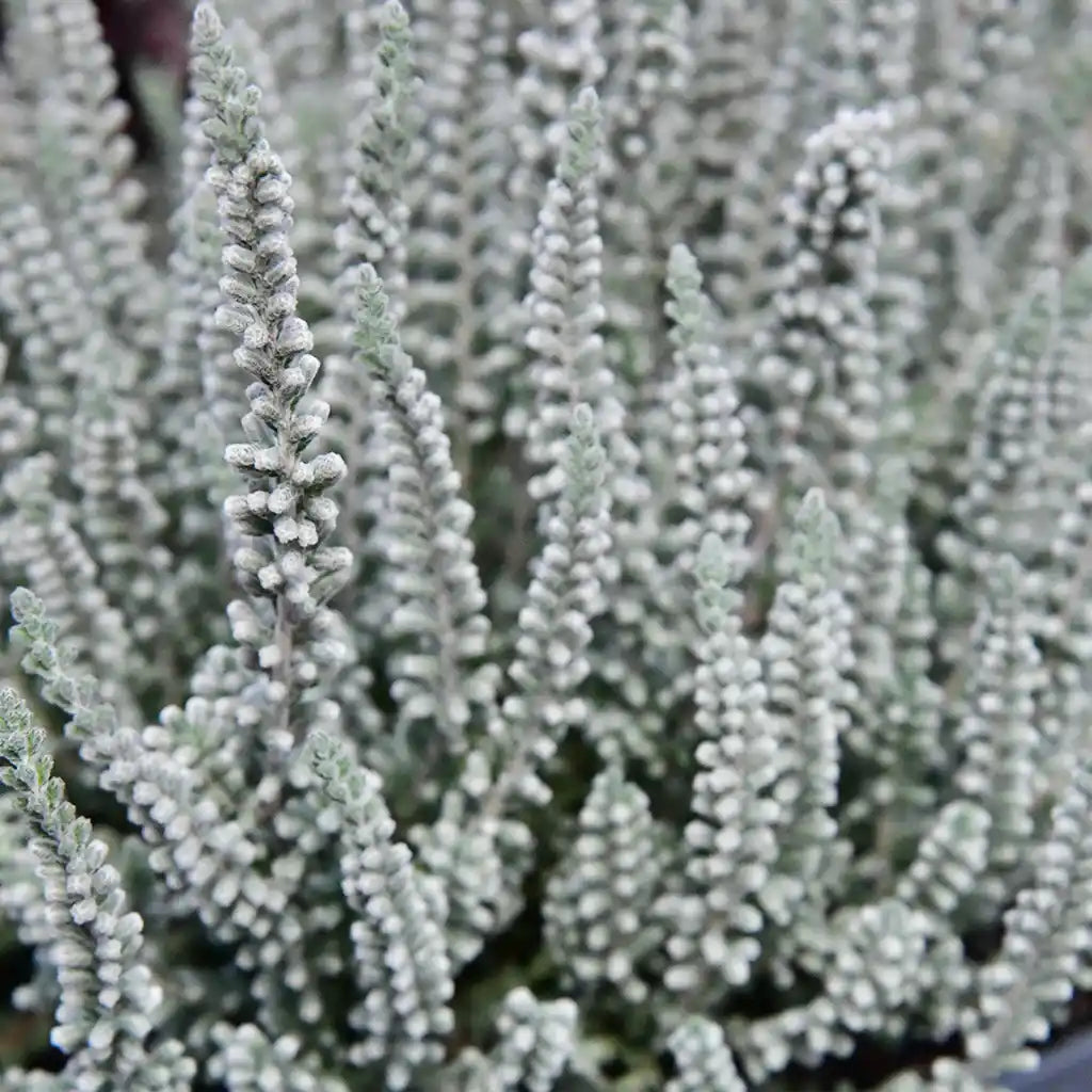 Calluna Fluffy
