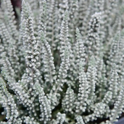 Calluna Fluffy