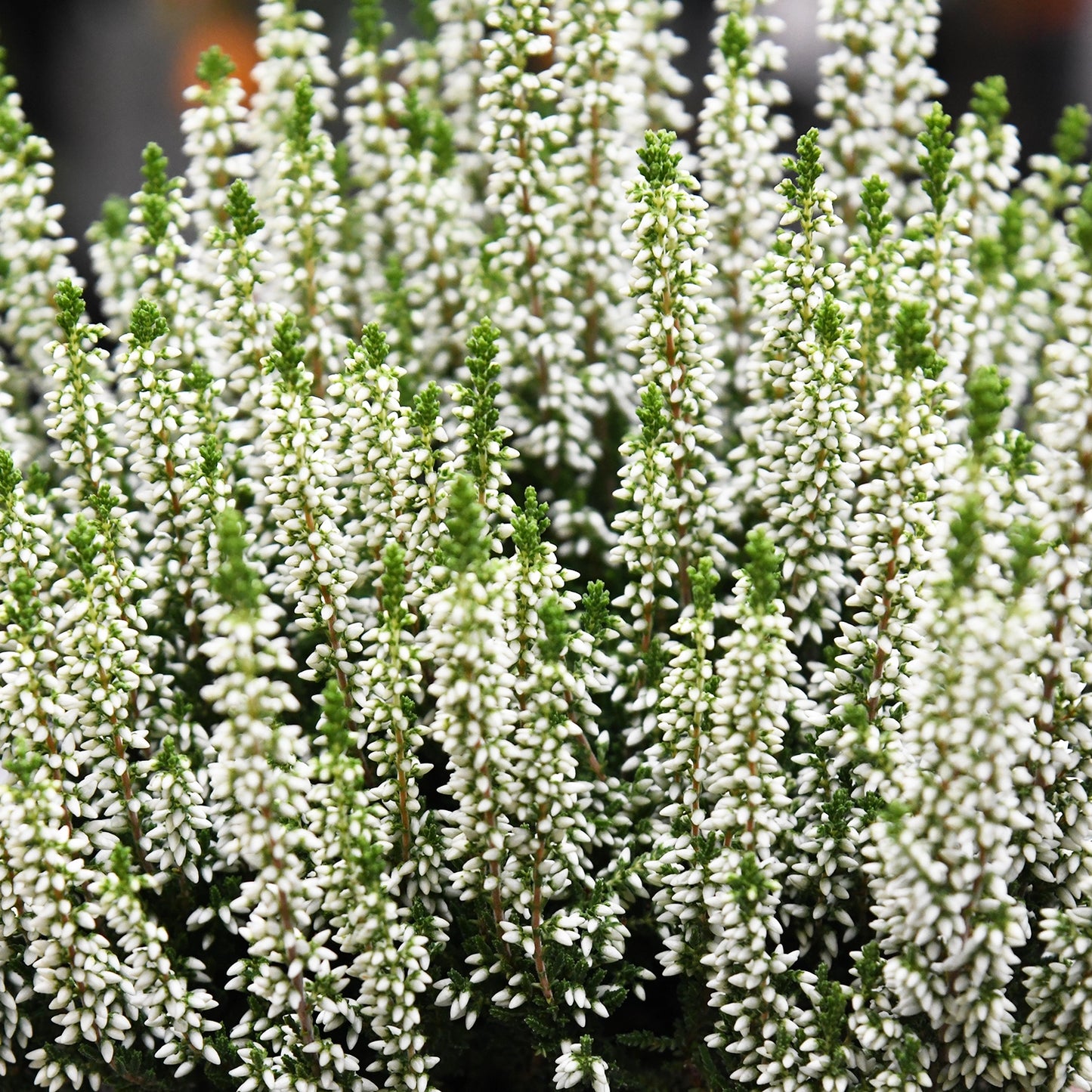 Calluna in Weiß