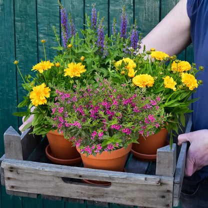 4er Box Bunte Bienenweide