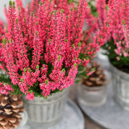 Calluna in Weinrot