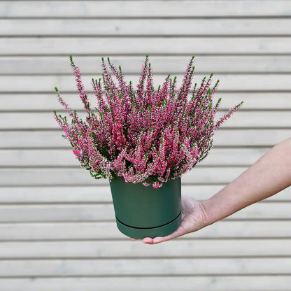 Calluna in Weinrot