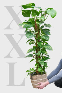 XXL Efeutute am Stab 130cm