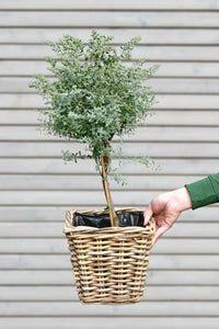Eukalyptus Bäumchen