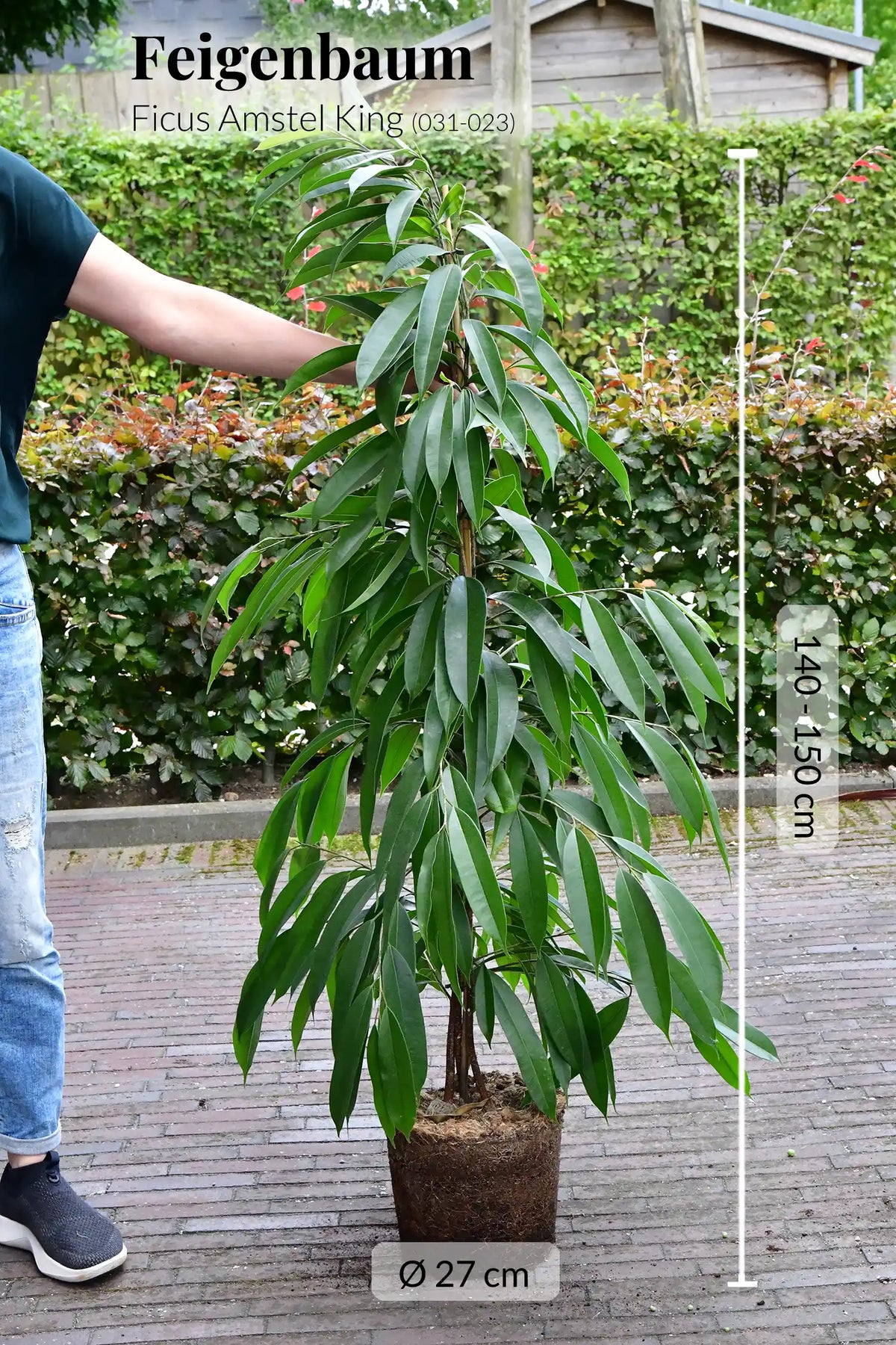 XXL Ficus Amstel King