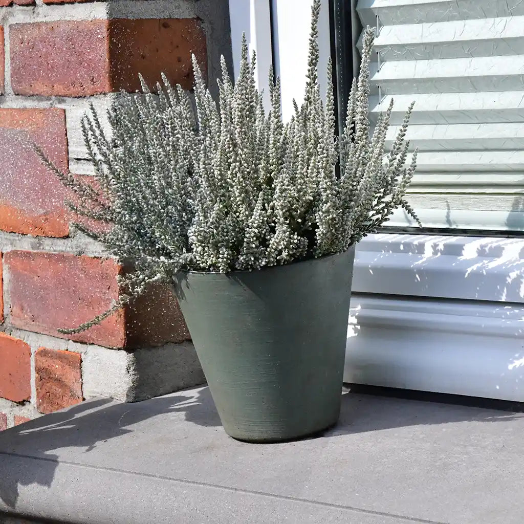 Calluna Fluffy