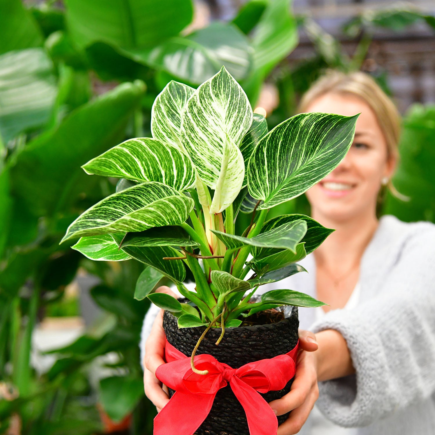 Pflanzen Schenken als Geschenk