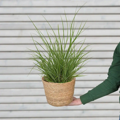 Gras Pennisetum Hameln in M