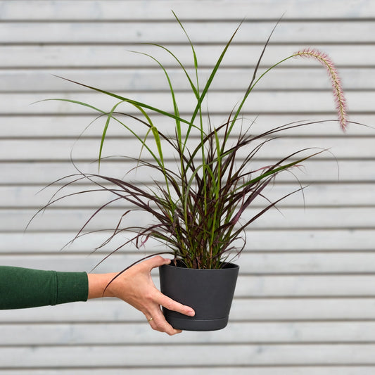 Gras Pennisetum Rubrum in M