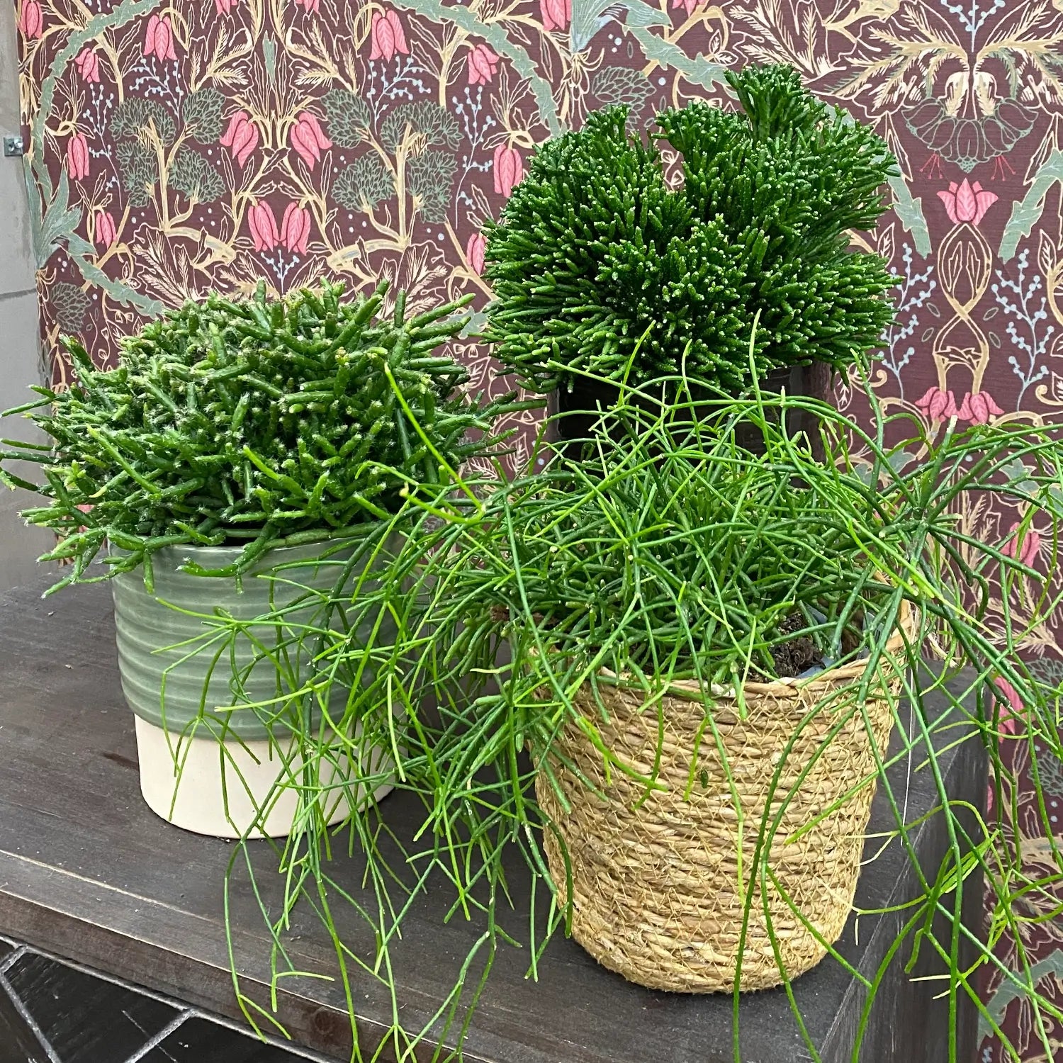 3 Rhipsalis Pflanzen in Dekotöpfen
