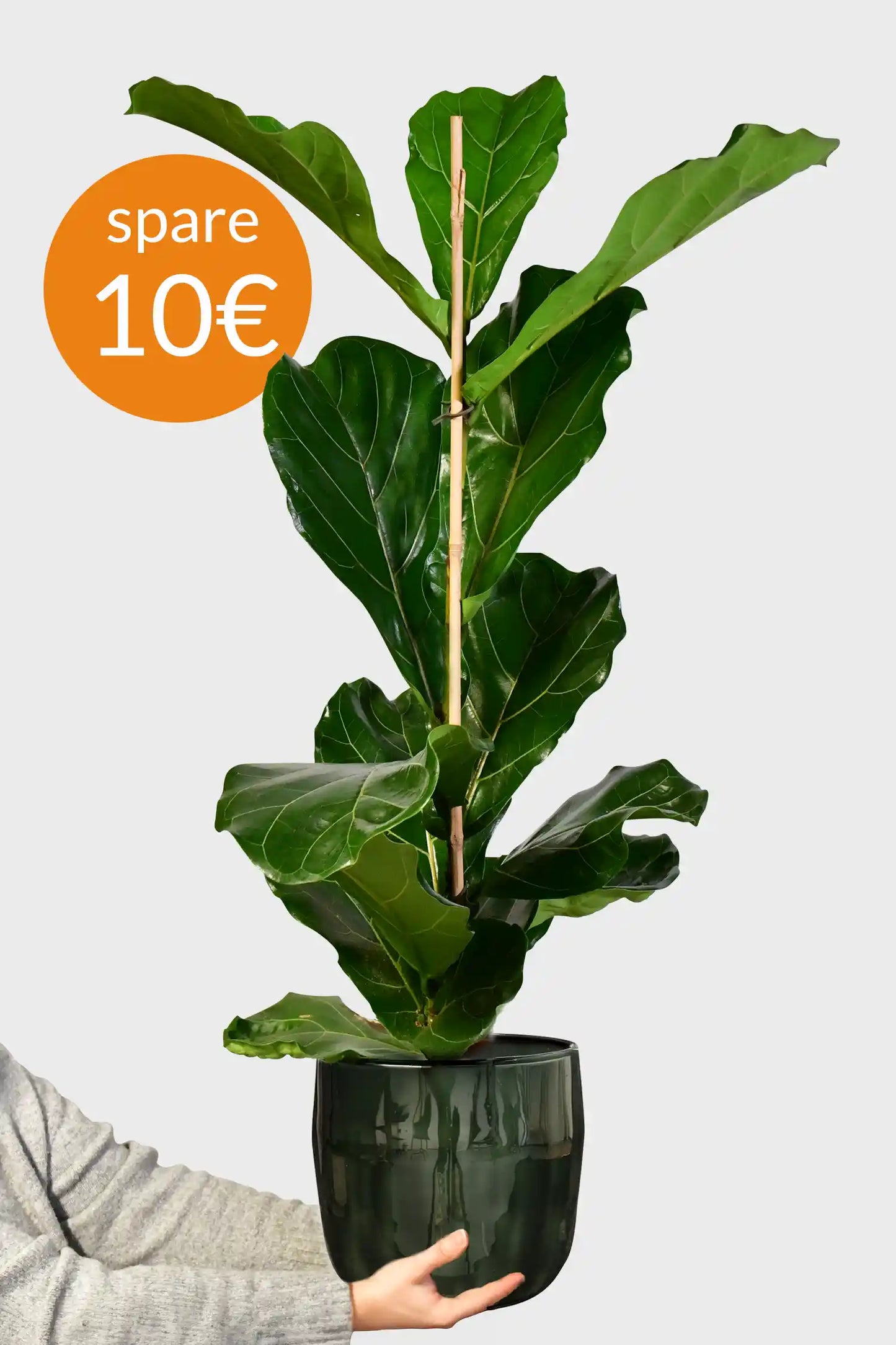 Große Geigenfeige, 100-110cm