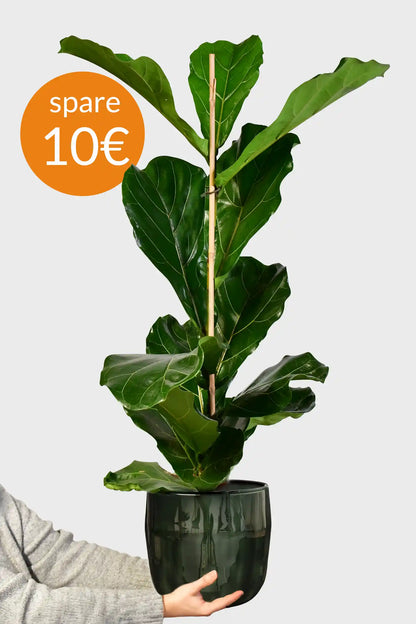 Große Geigenfeige, 100-110cm