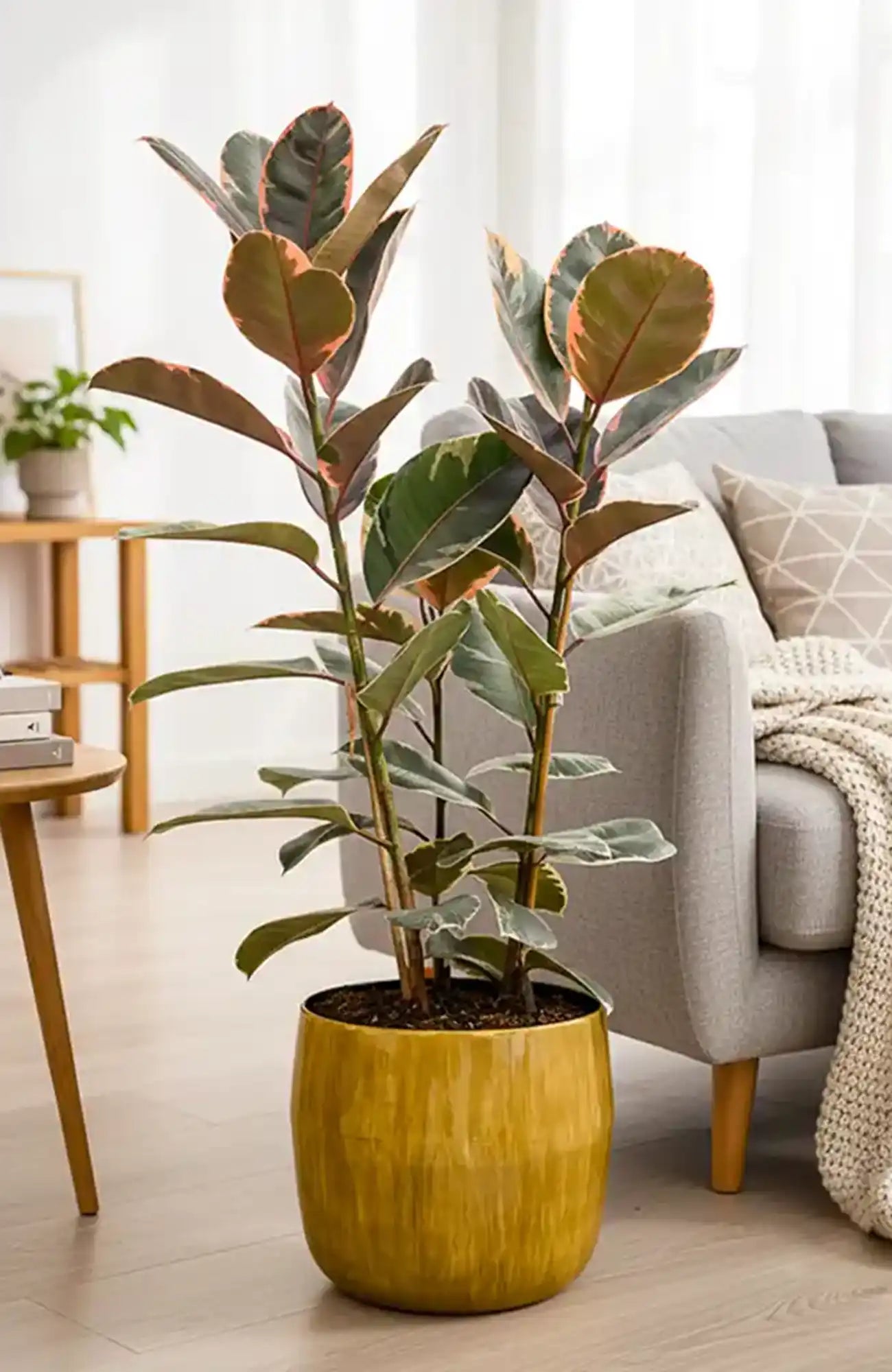 SPECIAL OFFER Großer Ficus Belize, 90-100cm