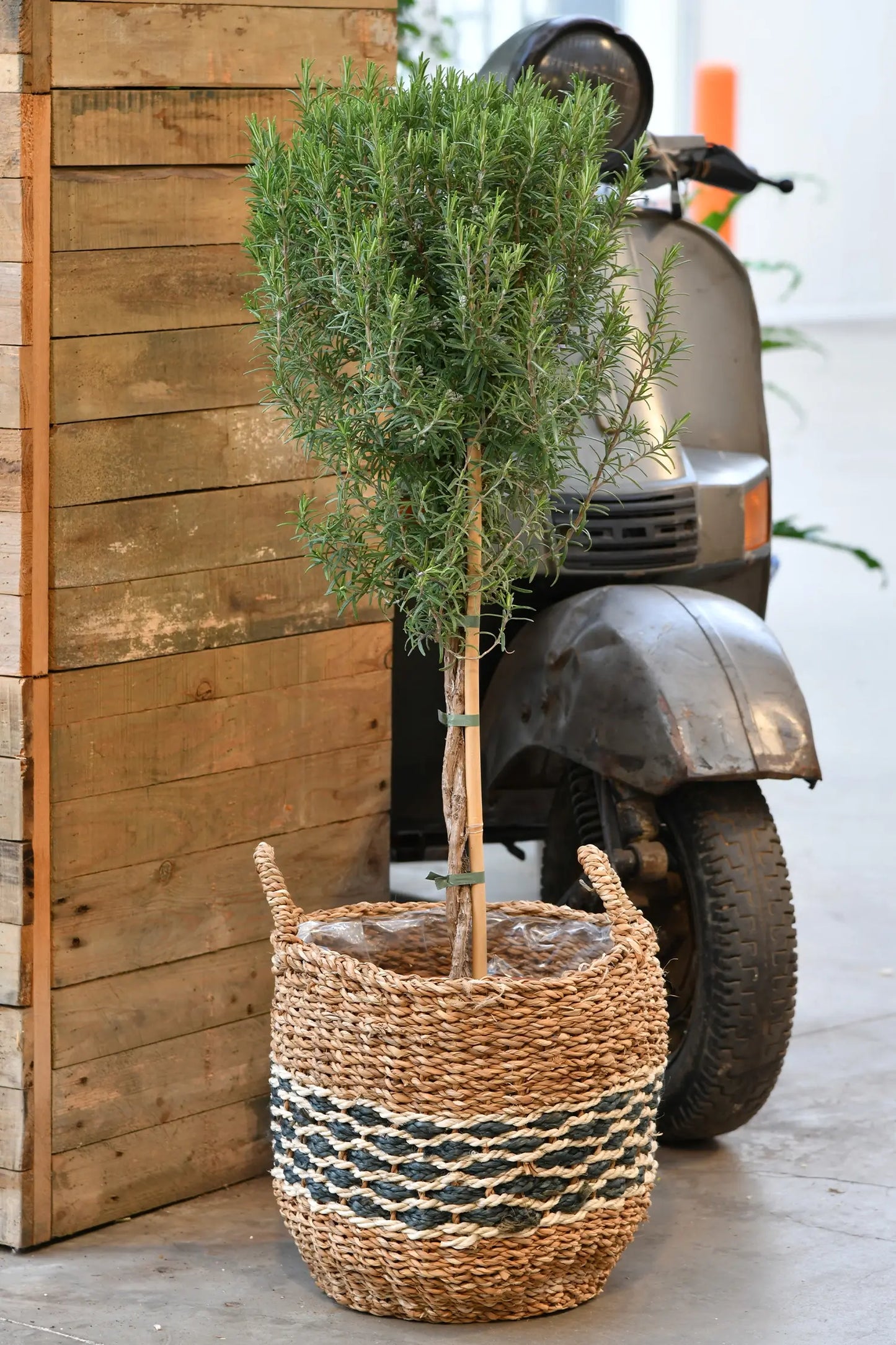 Balkonpflanze Rosmarin als Baum für Terrasse und Balkon