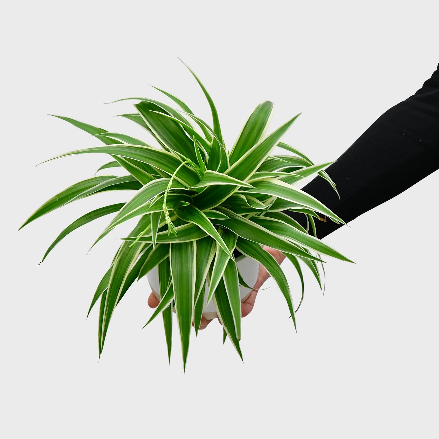 Mix & Match Übertopf Sale mit passender Pflanze