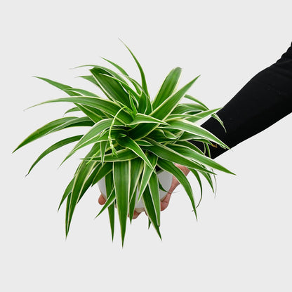 Mix & Match Übertopf Sale mit passender Pflanze
