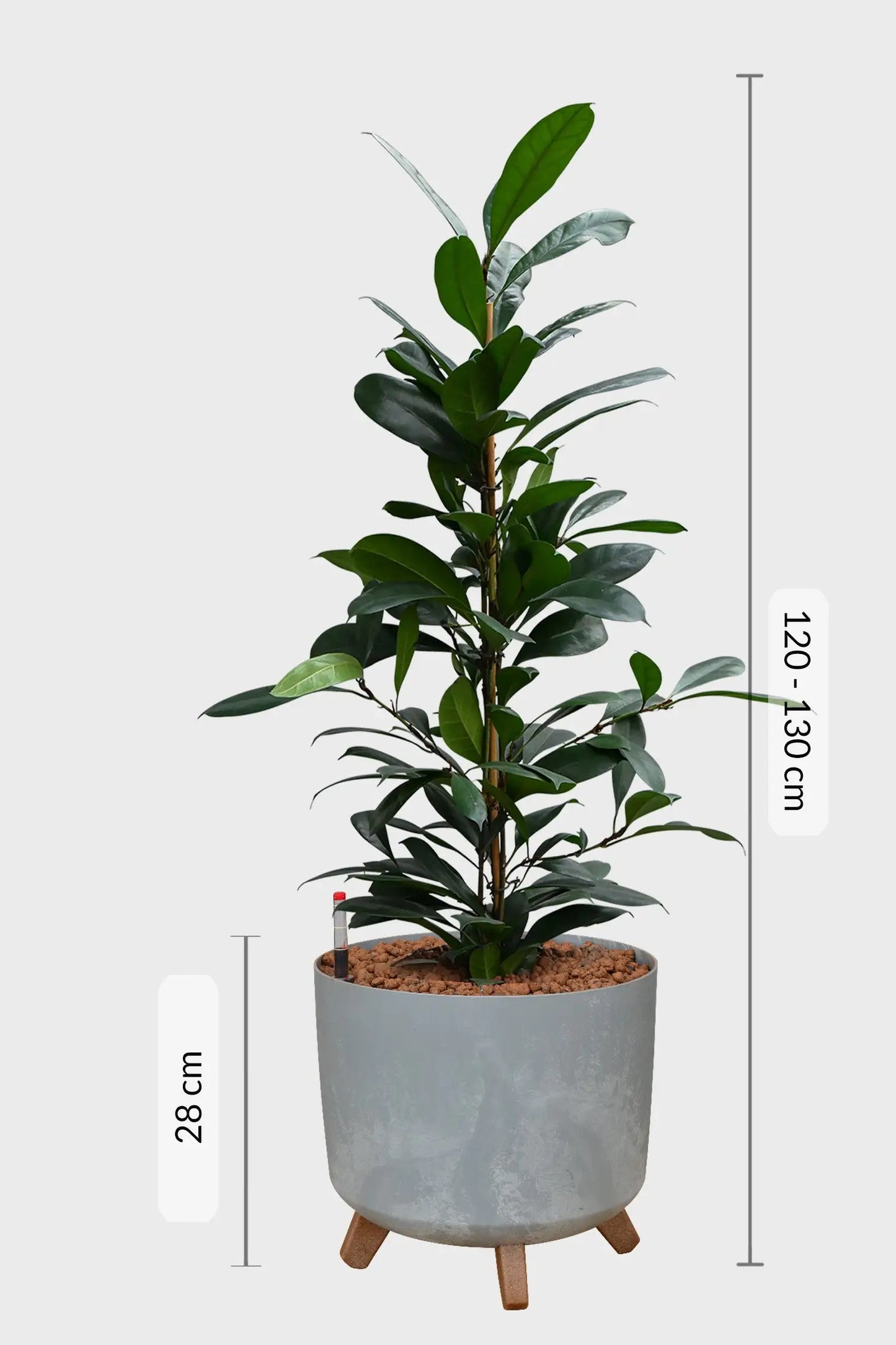 Afrikanischer Feigenbaum in Hydrokultur mit einer Höhe von bis zu 130cm