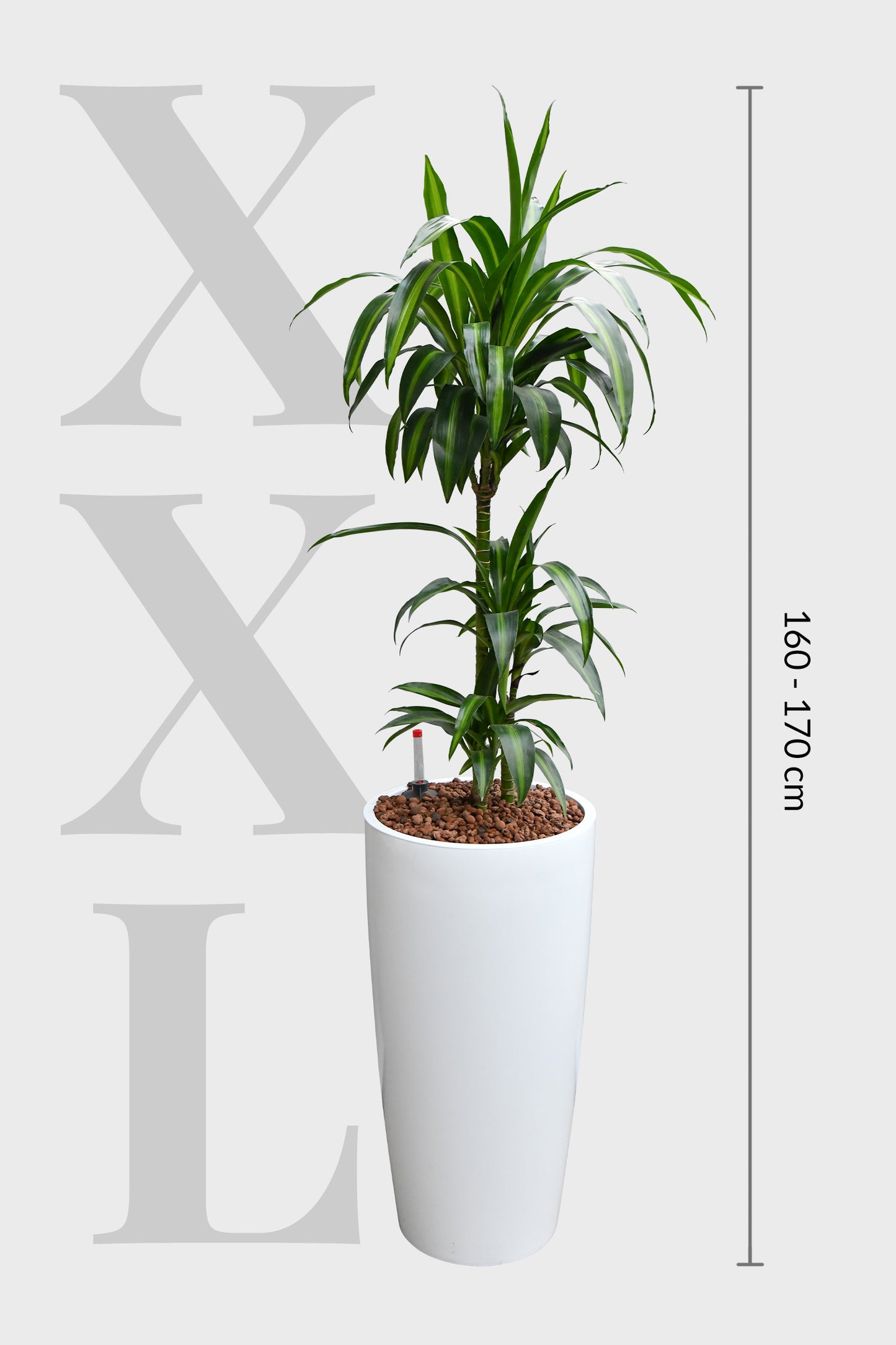 HYDRO SET XL Büropflanze Dracaena Rikki mit Vase Classico