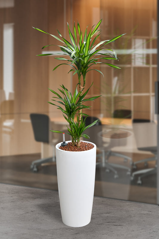 HYDRO SET XL Büropflanze Dracaena Rikki mit Vase Classico