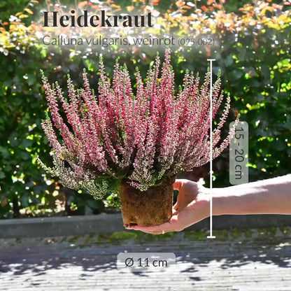 Calluna in Weinrot