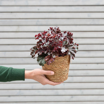 Mix & Match Winterharte und Ungiftige Balkonpflanzen