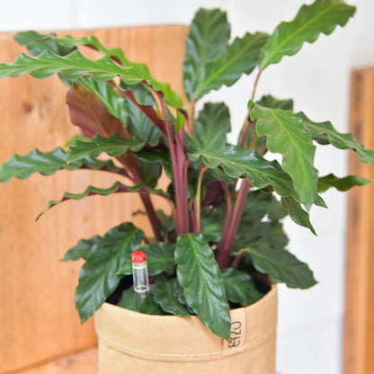 Hydro Calathea Rufi