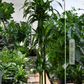 Drachenbaum in Hydrokultur Hawaiian Sunshine direkt beim Gärtner, frisch