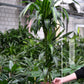 Frischer Drachenbaum in Hydrokultur direkt vom Gärtner bestellen