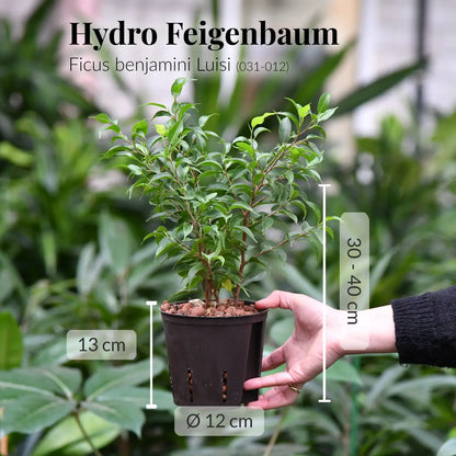 16er Box Hydrokultur Büropflanzen bewährte Klassiker (4x XL, 12x bis H50cm)