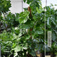 Große Monstera in Hydrokultur frisch beim Gärtner