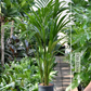 Kentia Palme in Hydrokultur direkt beim Gärtner