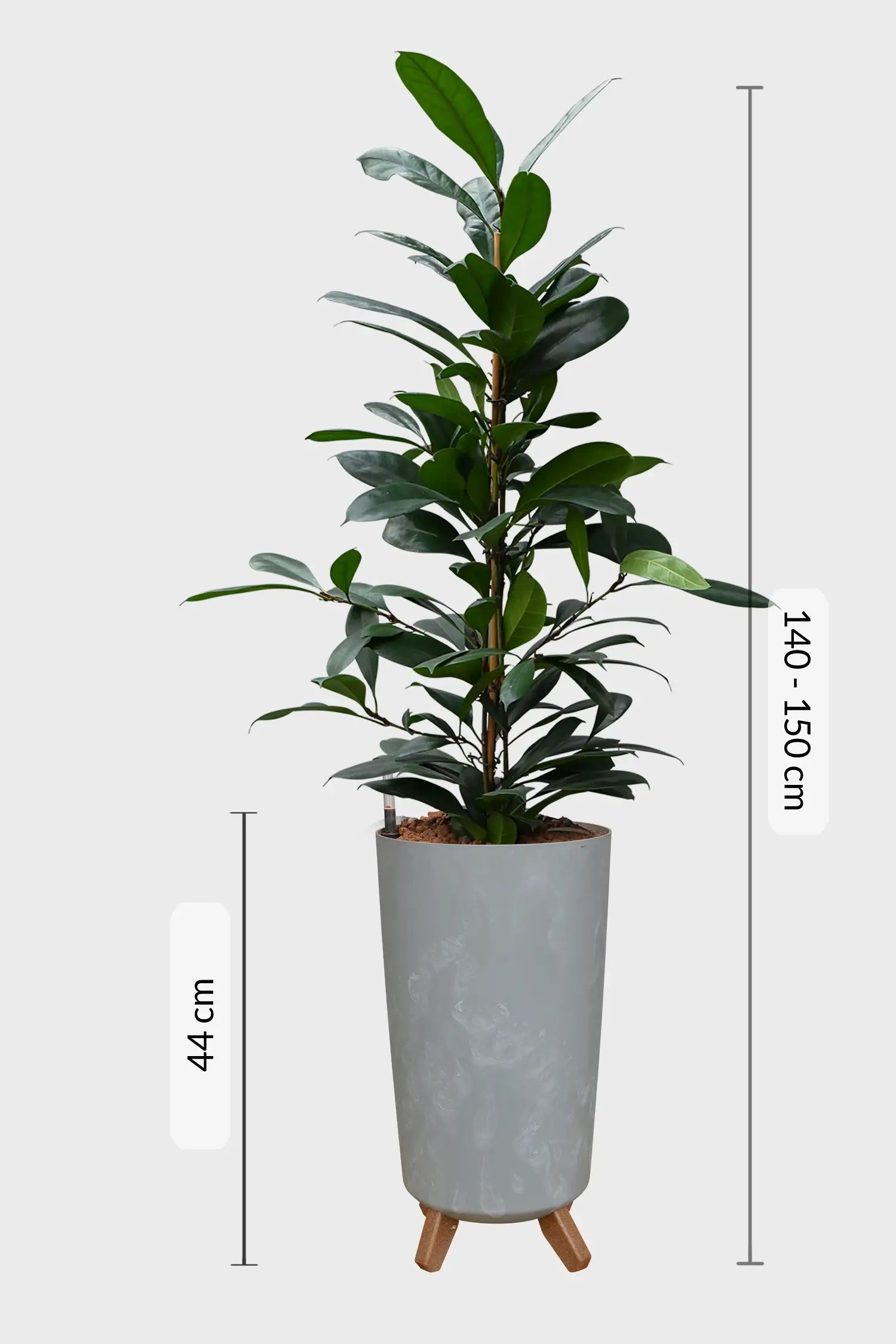 Afrikanischer Feigenbaum Hydrokultur Pflanze fürs Büro oder Office 140 bis 150 cm groß