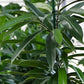 Nahaufnahme eines Ficus
