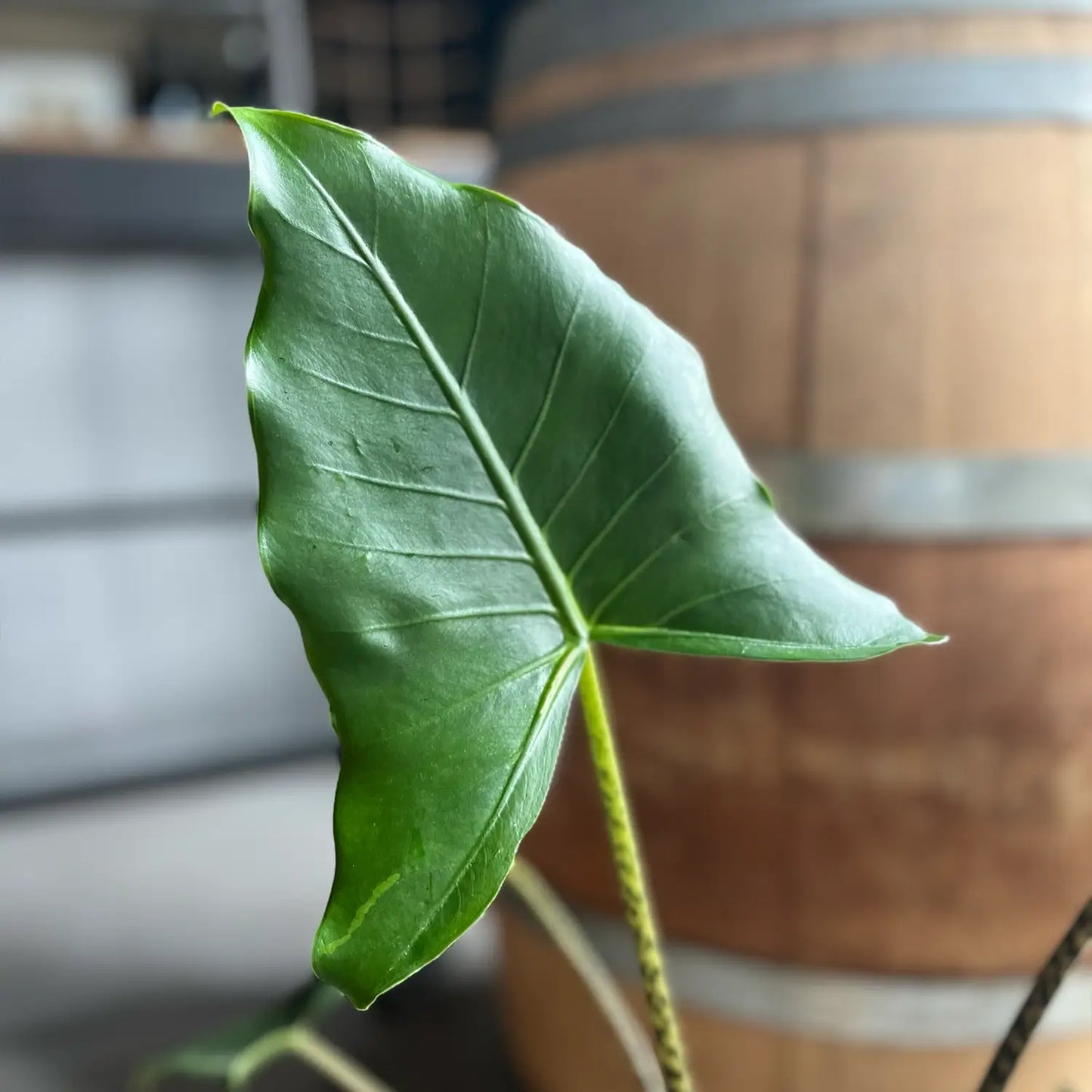 Alocasia Zebrina