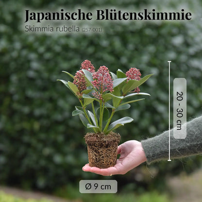 Blütenskimmie in Rot