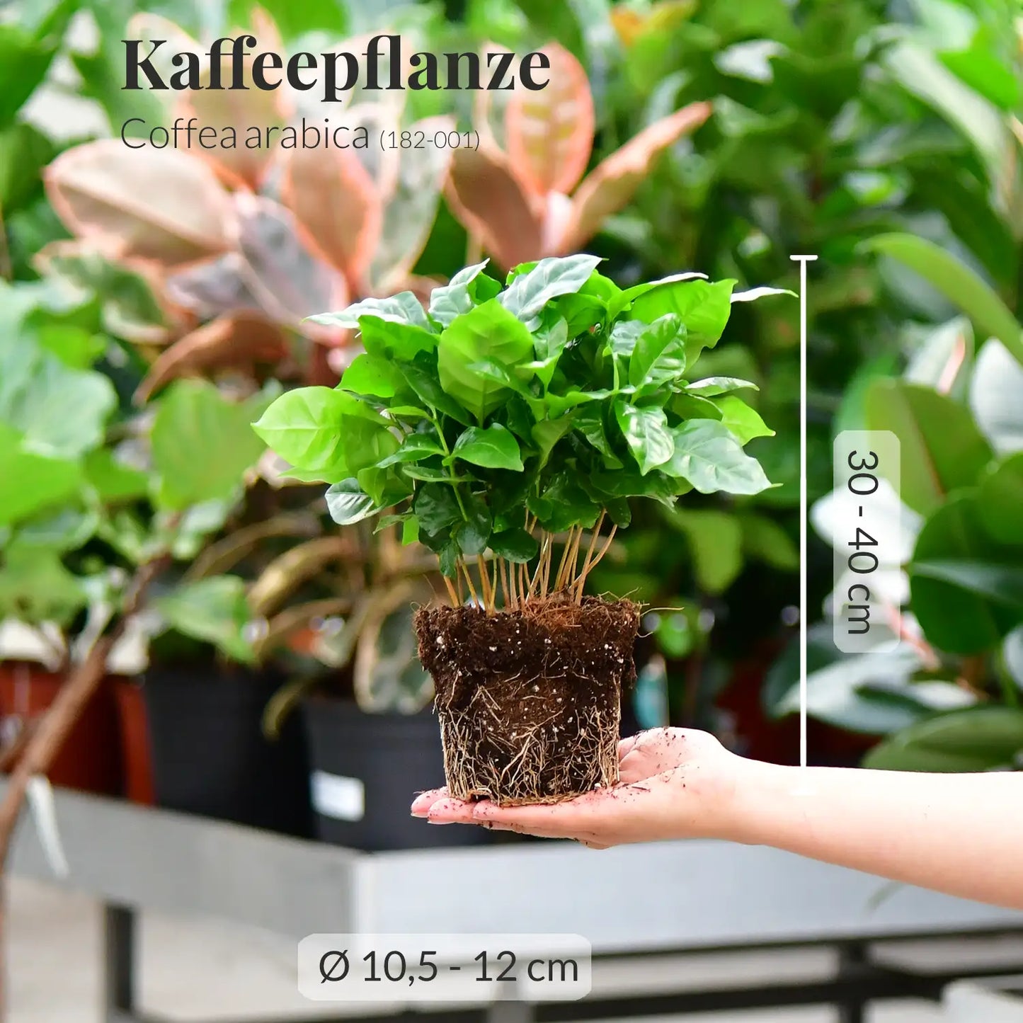 Calathea Rose & Coffee