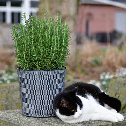 6er Box Balkonpflanzen Happy Cat