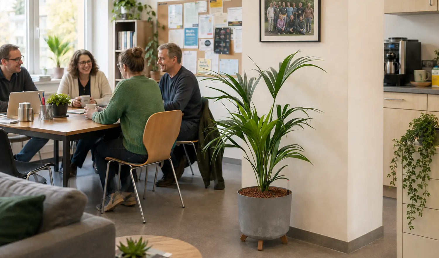 Kentiapalme Hydrokultur im Betonoptik Übertopf Lehrerzimmer Schule