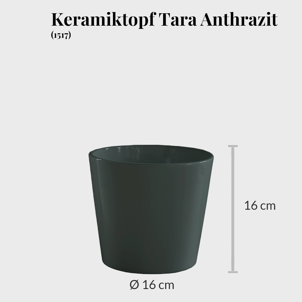Hydro Büropflanzen 3er Set Sansevieria in Keramiktöpfen